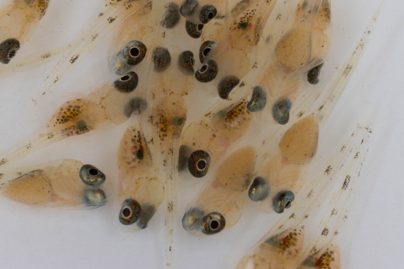 Lamprologus laparogramma 'Namansi'